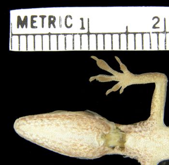 Media type: image; Herpetology R-154319